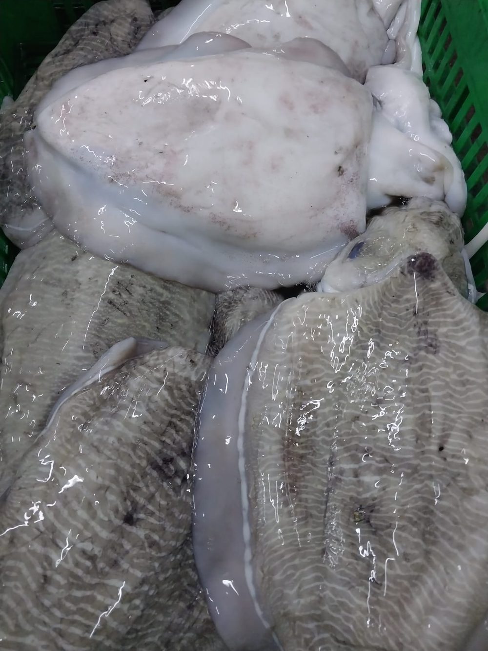 Amiri Seafood processing operations