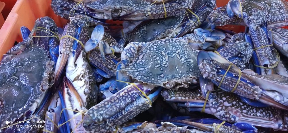 Amiri Seafood operations gallery photo