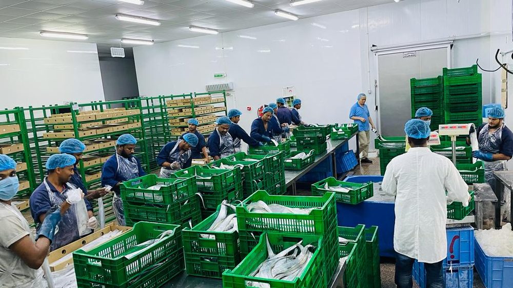 Duqm Special Economic Zone frozen fish processing plant