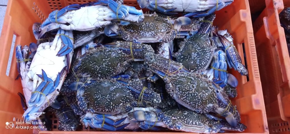 Amiri Seafood operations and product gallery photo 14