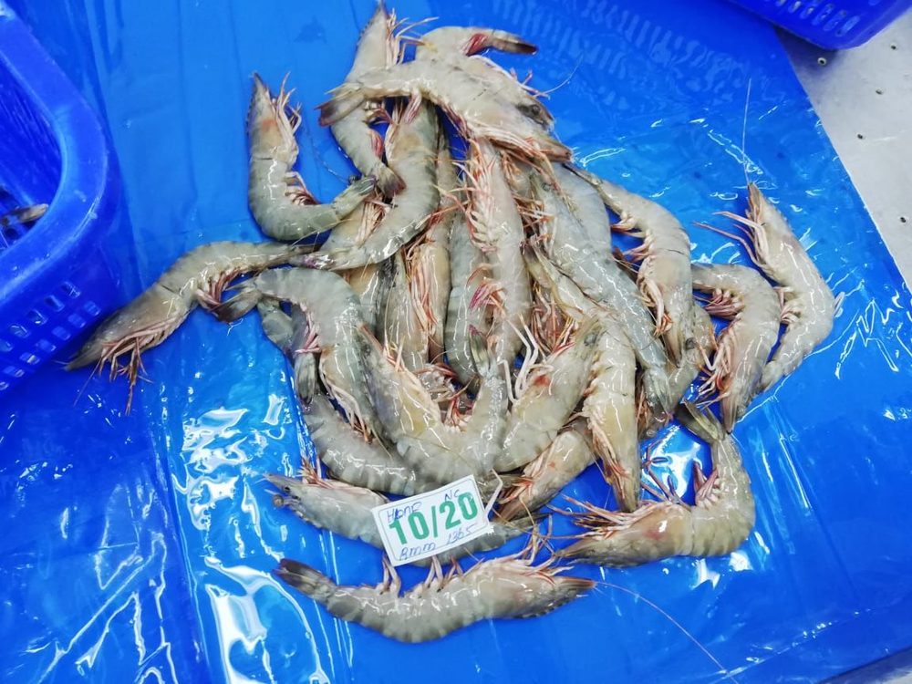 Amiri Seafood operations and product gallery photo 23