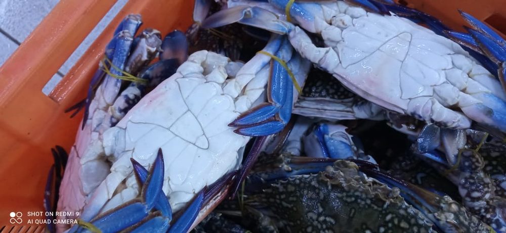 Amiri Seafood operations and product gallery photo 31