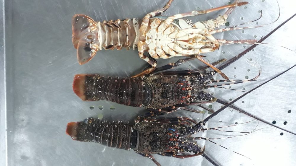 Amiri Seafood operations and product gallery photo 33