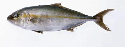Amberjack - frozen seafood from Amiri Seafood