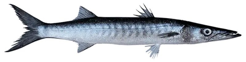Barracuda - frozen seafood from Amiri Seafood