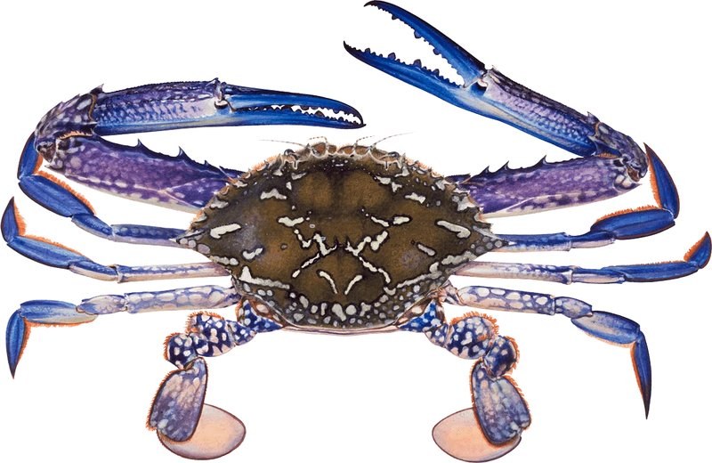 Blue Swimming Crab - frozen seafood from Amiri Seafood