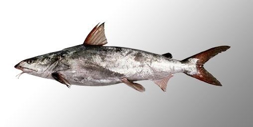 Cat Fish - frozen seafood from Amiri Seafood