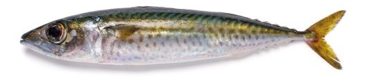Chub Mackerel - frozen seafood from Amiri Seafood