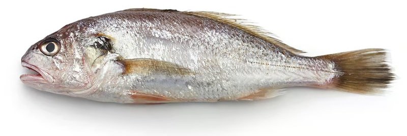 Croaker - frozen seafood from Amiri Seafood