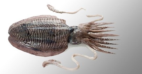 Cuttle Fish - frozen seafood from Amiri Seafood
