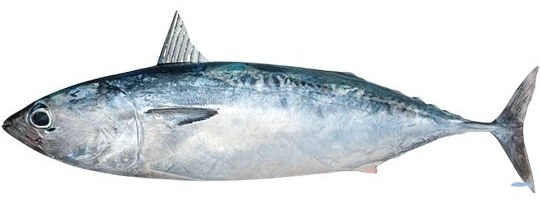 Frigate Tuna - frozen seafood from Amiri Seafood