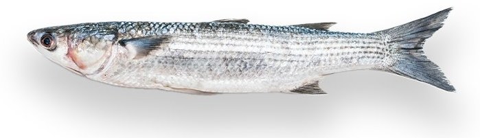 Grey Mullet - frozen seafood from Amiri Seafood
