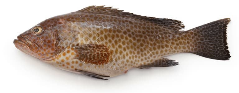 Grouper - frozen seafood from Amiri Seafood