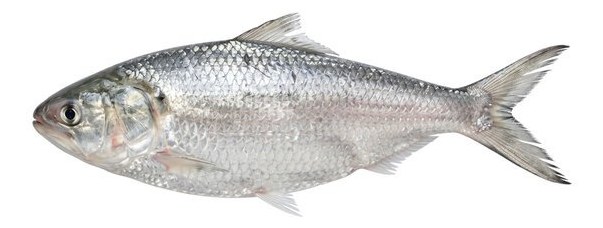 Hilsa - frozen seafood from Amiri Seafood