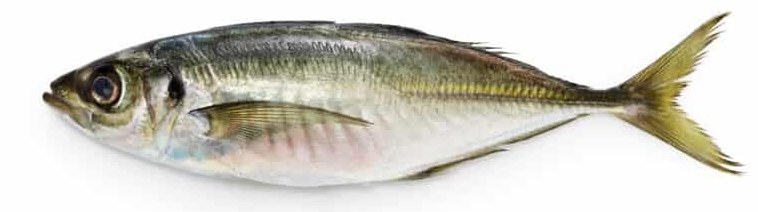Horse Mackerel - frozen seafood from Amiri Seafood