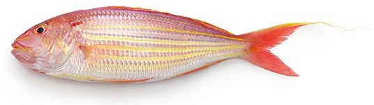 Treadfin Bream - frozen seafood from Amiri Seafood