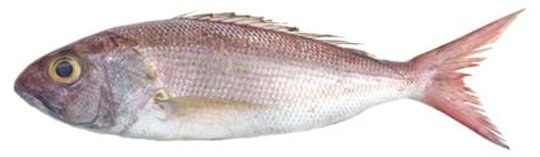 Job Fish - frozen seafood from Amiri Seafood