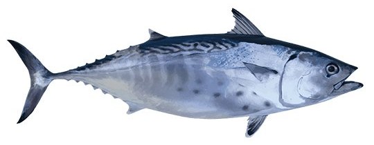 Kawa Kawa - frozen seafood from Amiri Seafood