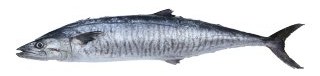 King Fish - Scomberomorus Commerson