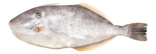 Leatherjacket Fish - frozen seafood from Amiri Seafood