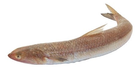 Lizard Fish - frozen seafood from Amiri Seafood