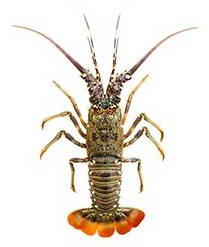 Rock Lobster - Panulirus Homarus