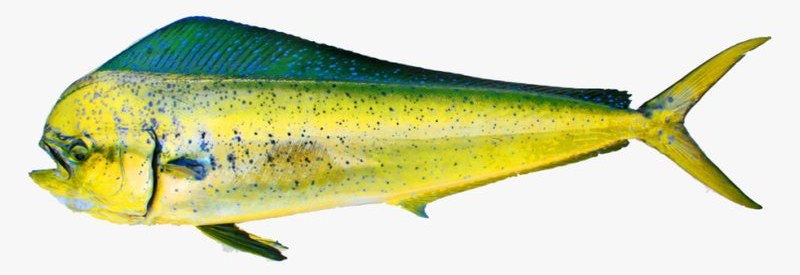 Mahi Mahi - frozen seafood from Amiri Seafood