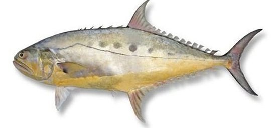 Queen Fish - frozen seafood from Amiri Seafood