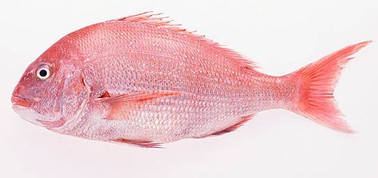 Red Seabream - frozen seafood from Amiri Seafood