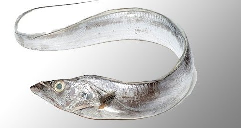 Ribbon Fish - frozen seafood from Amiri Seafood