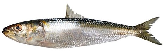 Sardine - frozen seafood from Amiri Seafood