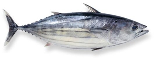 Skipjack Tuna - frozen seafood from Amiri Seafood