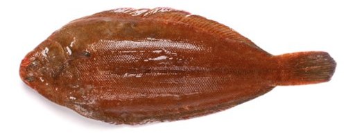 Sole Fish - frozen seafood from Amiri Seafood