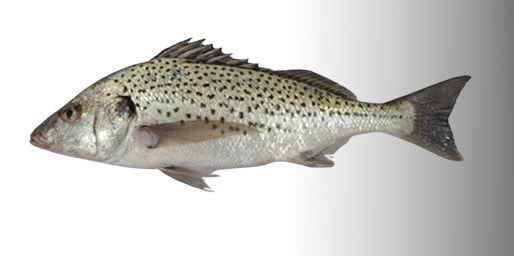 Spotted Grunt - frozen seafood from Amiri Seafood