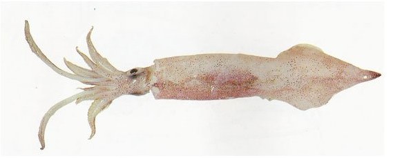 Squid - frozen seafood from Amiri Seafood