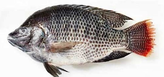 Tilapia - frozen seafood from Amiri Seafood