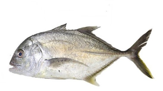 Trevally - frozen seafood from Amiri Seafood