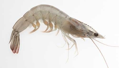 Vannamei Shrimp - Litopenaeus Vannamei
