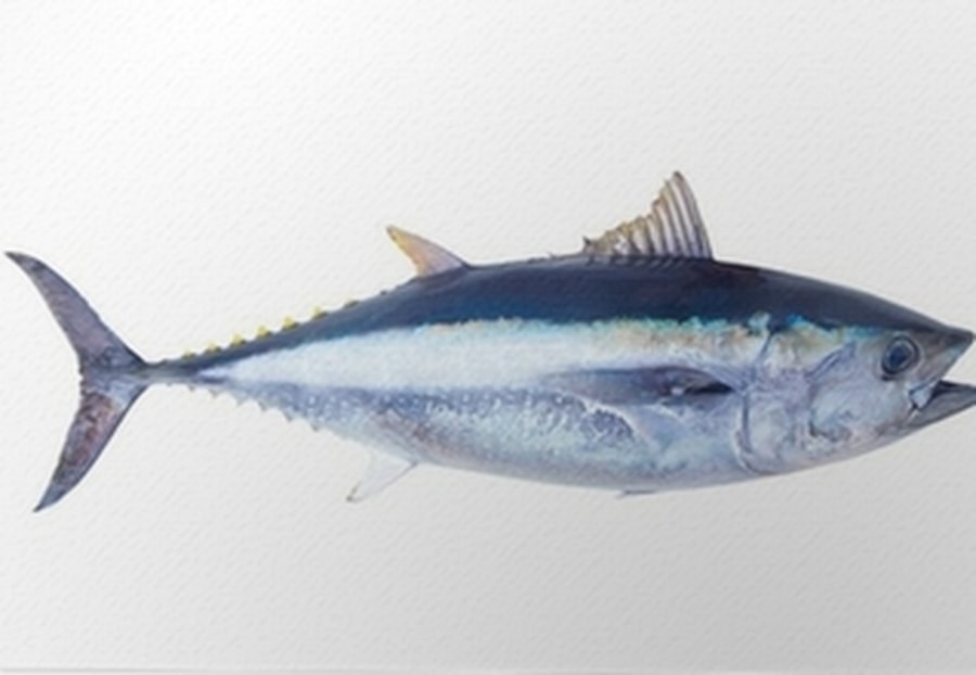 Yellowfin Tuna - Thunnus Albacares