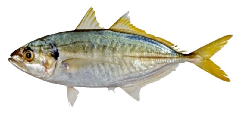 Yellowtail Scad - frozen seafood from Amiri Seafood